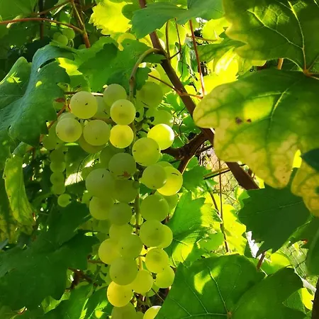 Szilvaliget Apartamento Tolcsva