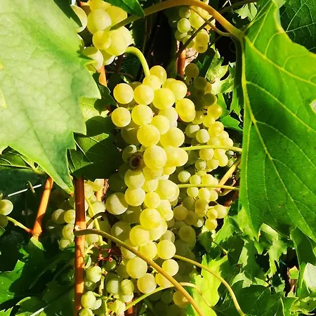 Apartamento Szilvaliget Tolcsva