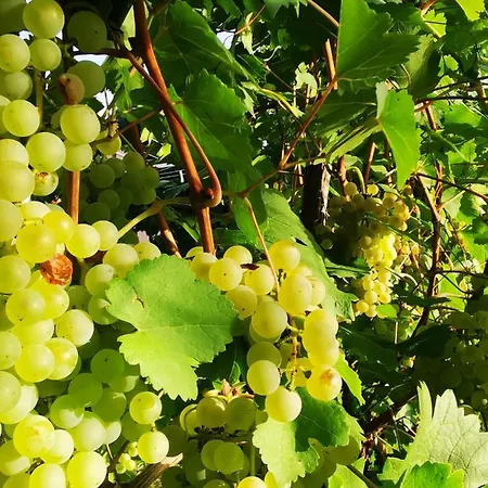 Szilvaliget Apartamento *