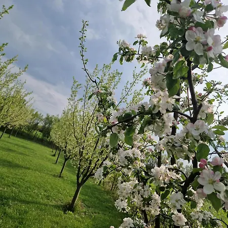Appartamento Szilvaliget Tolcsva
